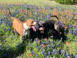 Daisy + Titan Bonilla enjoy the sunshine in a field of blooms