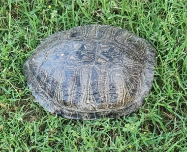 The WRRC saved a turtle who decided to hang out in the road along the Saturday route